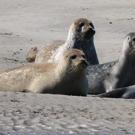 Centre-ville Tempete 8 Fort-Mahon-Plage