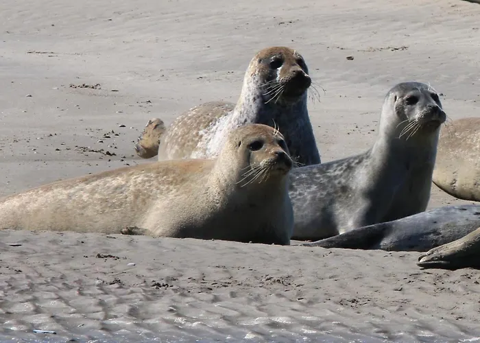 Centre-ville Tempete 8 Fort-Mahon-Plage